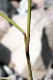 Calamagrostis pseudophragmites