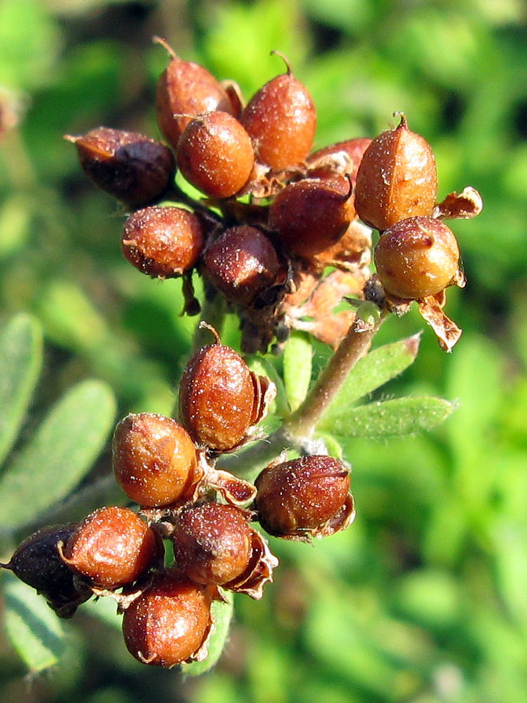 Изображение особи Dorycnium herbaceum.