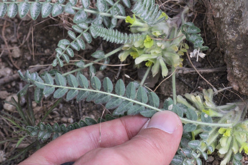 Изображение особи Astragalus densus.