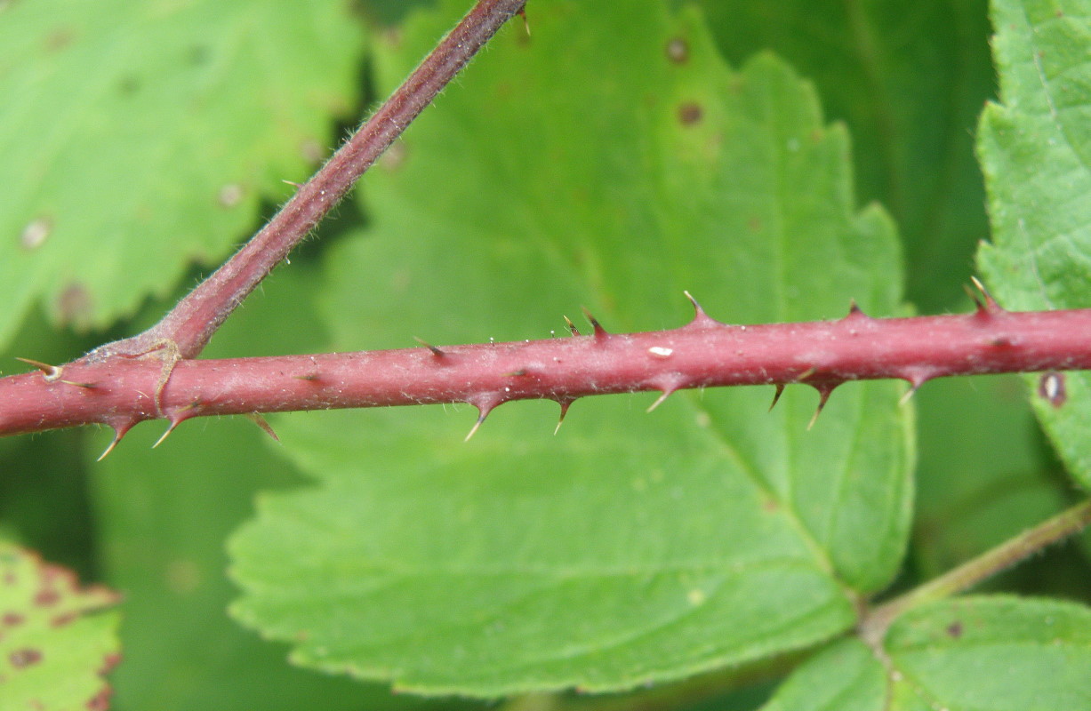 Изображение особи род Rubus.