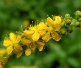 Agrimonia viscidula. Часть соцветия. Хабаровский край, Ванинский р-н, пос. Высокогорный, заносное. 14.08.2013.