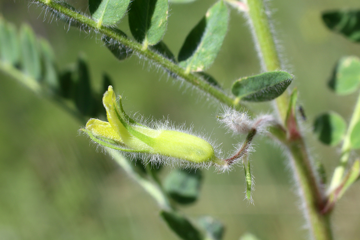 Изображение особи Astragalus amygdalinus.