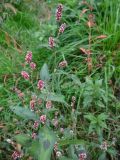 Persicaria maculosa