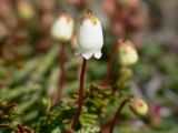 Cassiope lycopodioides. Цветок. Камчатский край, Елизовский район.