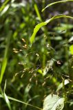 Panicum miliaceum ssp. ruderale