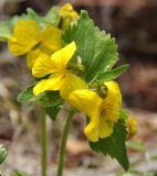 Viola uniflora. Верхушка цветущего растения. Республика Бурятия., окр. г. Улан-Удэ, долина р. Верхняя Берёзовка. 24.05.2015.