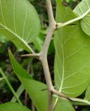 Maclura pomifera. Часть побега. Краснодарский край, Сочи, окр. Вардане. 07.11.2015.