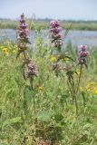 Phlomoides hybrida. Цветущие растения. Западный Крым, южный берег озера Кызыл-Яр. 10 июня 2015 г.