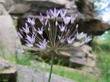 Allium cupuliferum. Соцветие. Узбекистан, хребет Нуратау, Нуратинский заповедник, урочище Хаятсай, подножие каменистого склона, около 1100 м н.у.м. 05.05.2006.