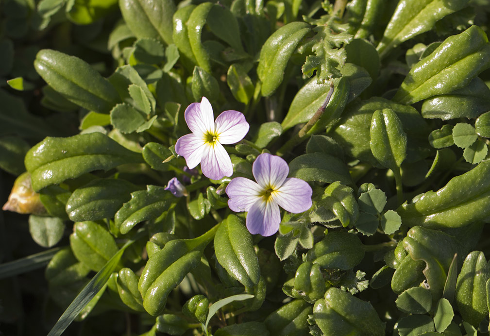 Изображение особи Malcolmia flexuosa.