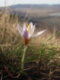 Crocus tauricus. Цветущее растение. Крым, Главная гряда, склон горы Тарпан-Баир. 23 февраля 2016 г.