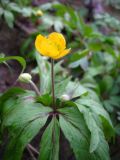 Anemone ranunculoides