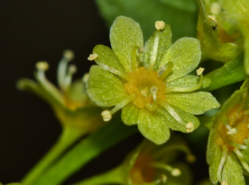 Image of Acer tegmentosum specimen.