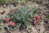 Astragalus calycinus