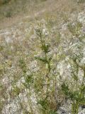 Astragalus sulcatus