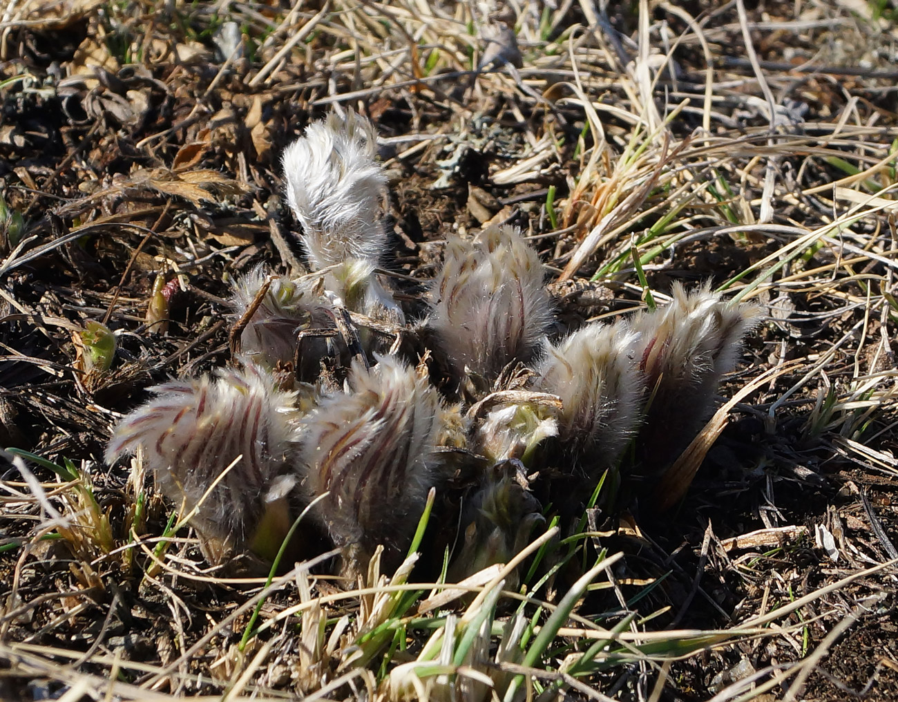 Изображение особи Pulsatilla multifida.