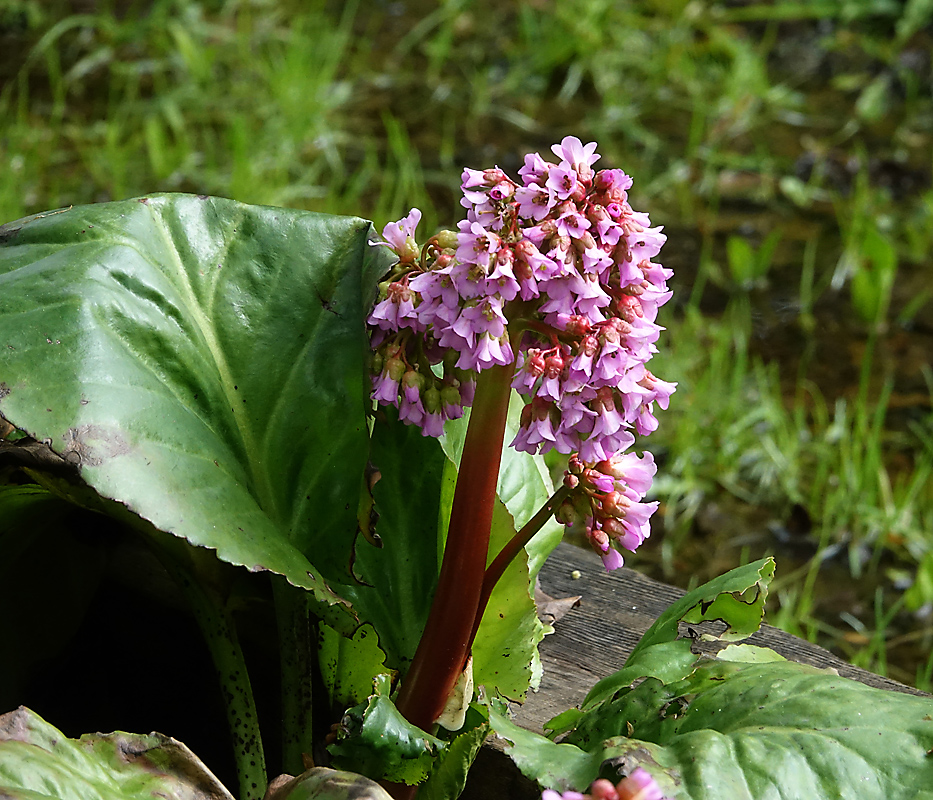 Изображение особи Bergenia crassifolia.