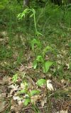 Epipactis euxina. Зацветающие растения. Краснодарский край, м/о город-курорт Геленджик, окр. хут. Джанхот, гора Святая Нина, горельник в сосновом лесу. 10 июня 2017 г.