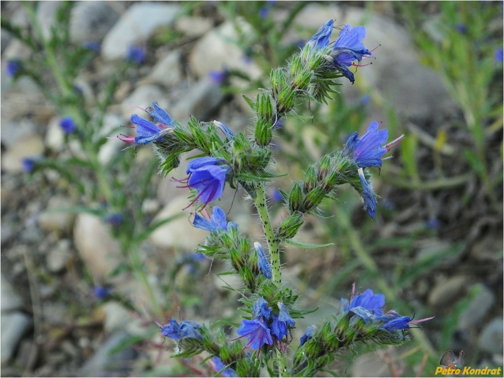 Изображение особи Echium vulgare.