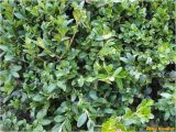 Buxus sempervirens