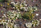 Cochlearia groenlandica. Цветущие растения в соседстве с Descurainia sophioides. Чукотка, побережье бухты Провидения. 29.06.2012.