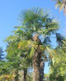 Trachycarpus martianus. Верхняя часть растения. Абхазия, г. Сухум, Сухумский ботанический сад, в культуре. 7 марта 2016 г.