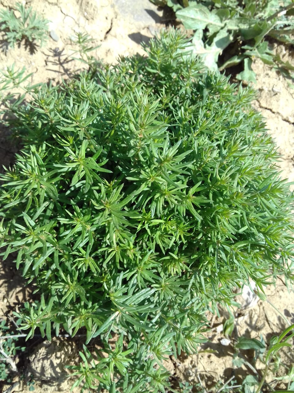 Изображение особи род Galium.