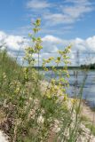 Galium verum. Цветущие растения. Псковская обл., Псковский р-н, окр. погоста Выбуты, берег р. Великая, бровка склона над известняковым обрывом. 26.06.2018.