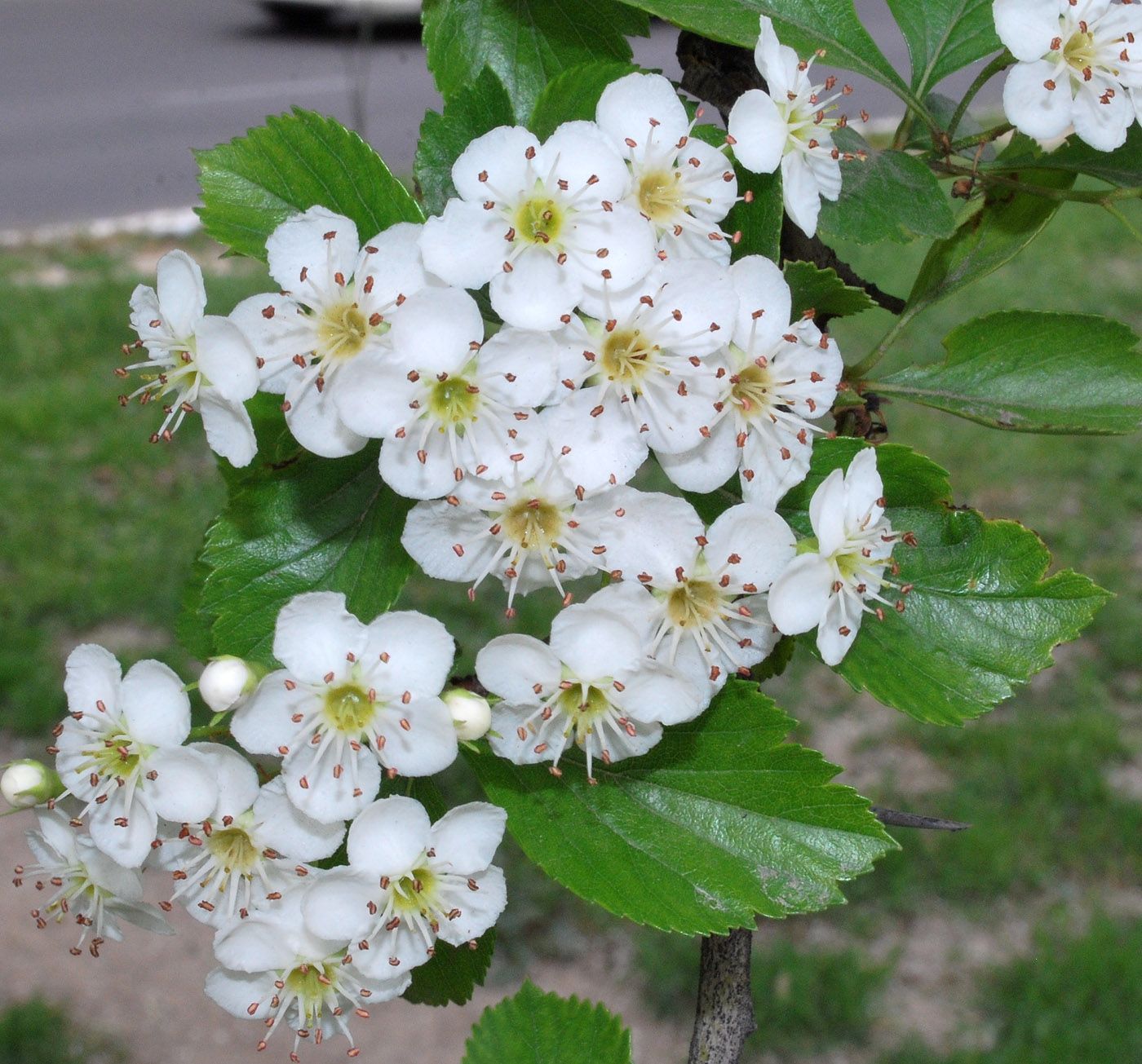 Изображение особи род Crataegus.