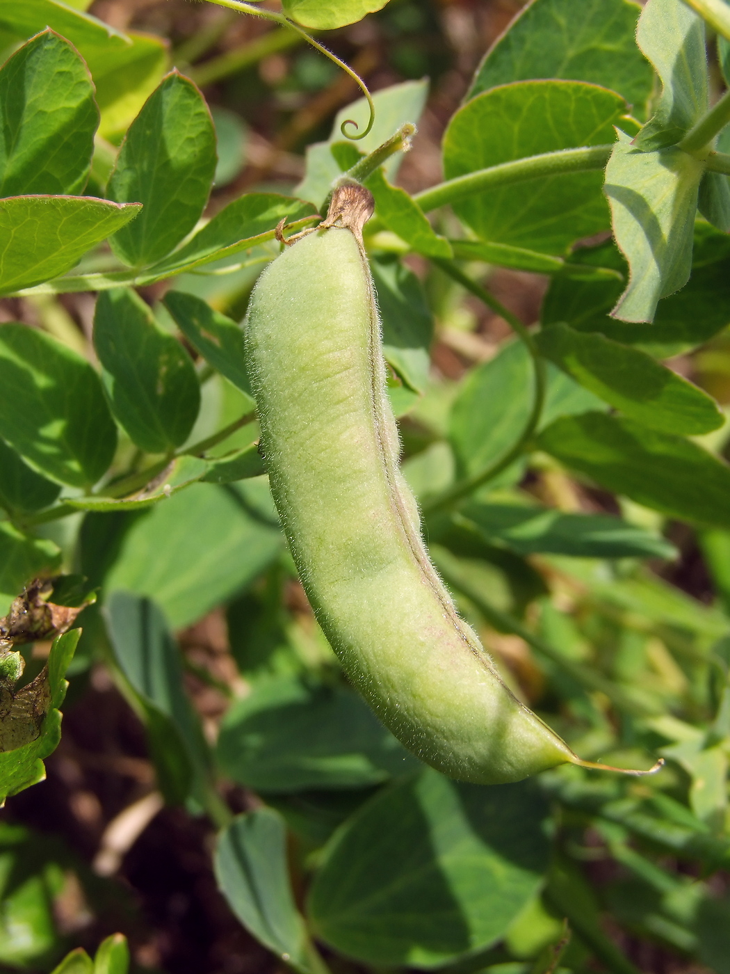 Изображение особи Lathyrus japonicus.