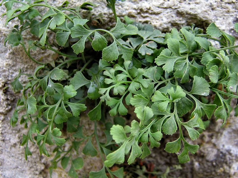 Изображение особи Asplenium ruta-muraria.