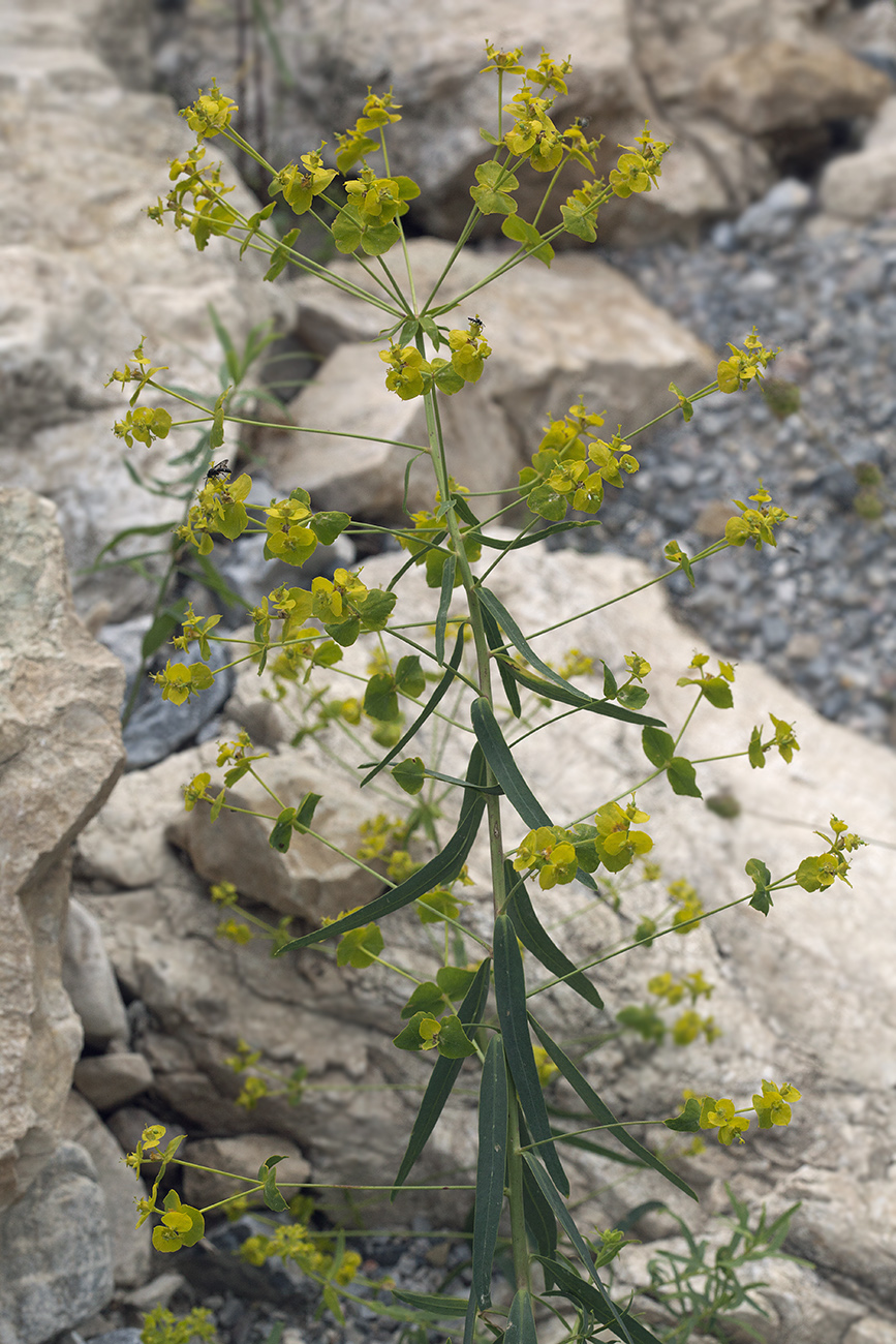 Изображение особи Euphorbia jaxartica.