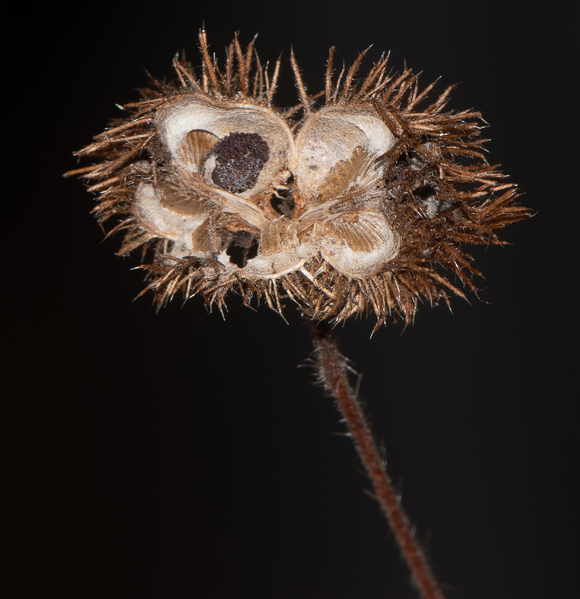 Image of Sparmannia africana specimen.