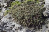 Dianthus acantholimonoides