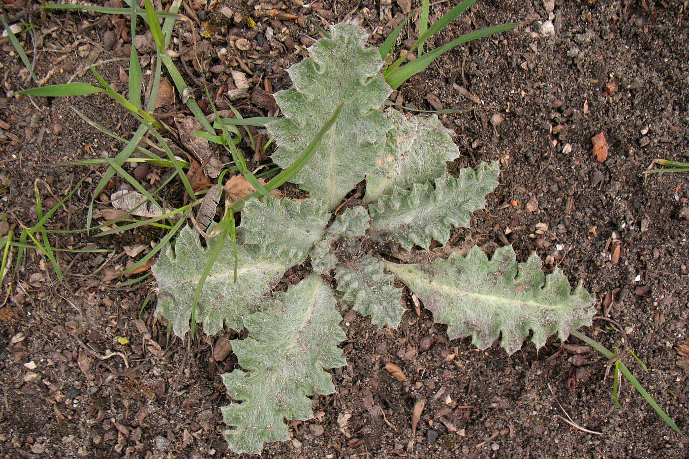 Image of Onopordum acanthium specimen.