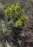 Eremostachys tuberosa