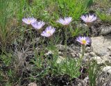 Aster alpinus