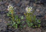 Cochlearia arctica