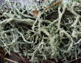 Evernia mesomorpha