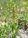 Dactylorhiza viridis