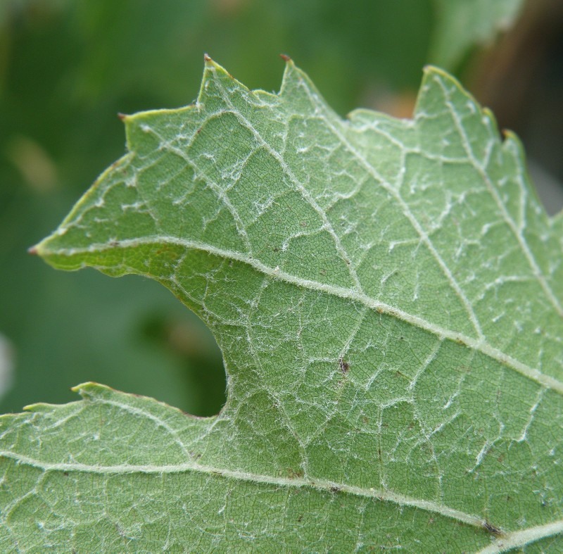 Изображение особи Vitis vinifera.