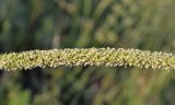 Phleum phleoides