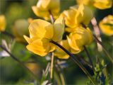 Trollius europaeus. Верхушка побега с цветком. Ленинградская обл., Волосовский р-н, окр. дер. Пятая Гора, заброшенная усадьба, суходольный луг. 02.06.2020.