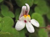 Cymbalaria acutiloba подвид dodekanesi. Цветок. Греция, о. Родос, окр. монастыря Панагия Цамбика, в скальной расщелине. 5 мая 2011 г.