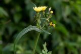 Sonchus oleraceus