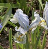 Iridodictyum × catharinae