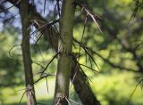 Crataegus chrysocarpa разновидность rotundifolia