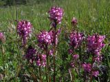 Pedicularis nasuta. Верхушки цветущих побегов. Магаданская обл., Ольский р-н, руч. Наледный, закустаренный увлажнённый участок. 19.07.2020.