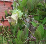 Cobaea scandens. Части побегов и цветок (день перед началом цветения). Тверская обл., Весьегонск, в культуре. 26 августа 2022 г.