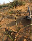 Carex physodes